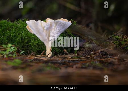 Pilzpilz (Clitocybe gibba) wächst im Wald Flor - Salcey Forest Stockfoto