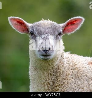 Kopfschuss eines jungen Lammes gegen einen grünen Hintergrunde - (Europäischer Mufflon (Ovis aries musimon) Stockfoto