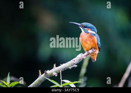 Wunderschöner männlicher eisvogel auf einem Ast mit grünem Hintergrund Stockfoto