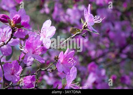 Zarte rosafarbene Rhododendronblüten isoliert auf einem hellrosa Unschärfe auf dem Hintergrund. Schließen Sie die violette Blume. Ein blühender Rhododendronstrauch. Rückseite mit Blumenmuster Stockfoto