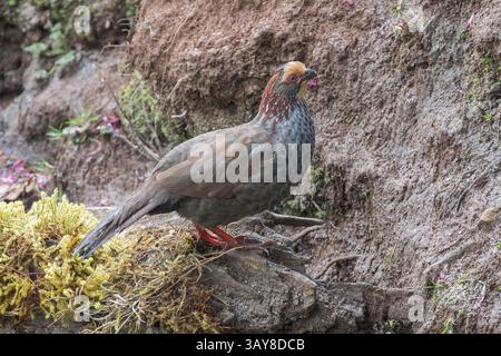 Buffy-gekrönte Waldhuhn, Dendrortyx leucophrys, alleinerwachsener stehend auf dem Boden, Paraiso Quetzales, Costa Rica, 11. April 2025 Stockfoto