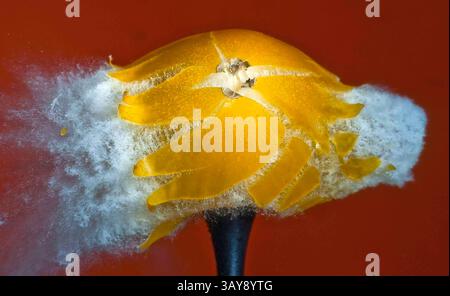 12. Oktober 2009 – Camarillo, Kalifornien, USA – Sailer nutzte seine Aversion gegen Bonbons, um einen beeindruckenden Effekt zu erzielen, indem er einen Hohlgummi traf. (Credit Image: © Alan Sailer/ZUMAPRESS.com). Stockfoto