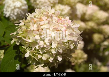 Hortensie paniculata Grandiflora, weiße Hortensie an einem sonnigen Tag. Natur Stockfoto