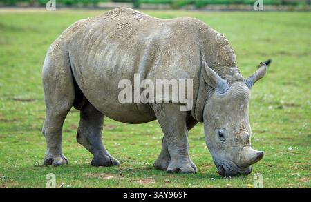 Nahaufnahme eines vollmundigen Weißen Rhinozeros - auch bekannt als quadratischer Lip aufgrund der Form seines Mundes. Das Nashorn wühlt auf üppigem grünem Gras, Stockfoto