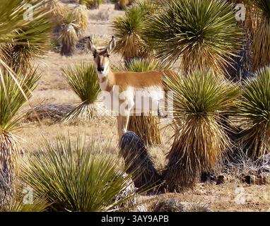 6. Februar 2013: Carlsbad, USA: Eine weibliche Antilope steht zwischen Kaktuspflanzen am Otero Mesa in der Chihuahuan-Wüste am 6. Februar 2013 in der Nähe von Carlsbad, New Mexico. (Bild: © Lisa Phillips/Planet Pix via ZUMA Wire) Stockfoto