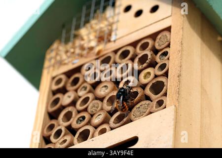 Nahaufnahme einer weiblichen europäischen mason-Obstbaubiene, Osmia cornuta, reinigt das Nestloch im Insektenhotel und zieht tote Fliege aus dem Loch Stockfoto