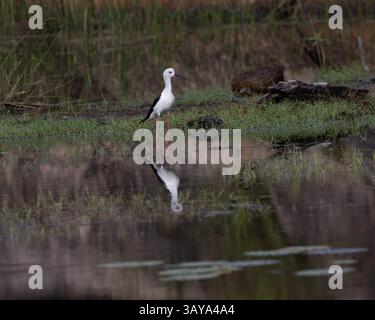 Ein schwarzgeflügelter Stelz im Yala-Nationalpark in Sri Lanka Stockfoto