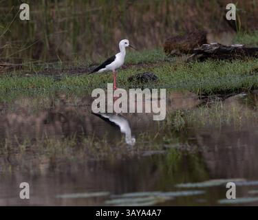 Ein schwarzgeflügelter Stelz im Yala-Nationalpark in Sri Lanka Stockfoto