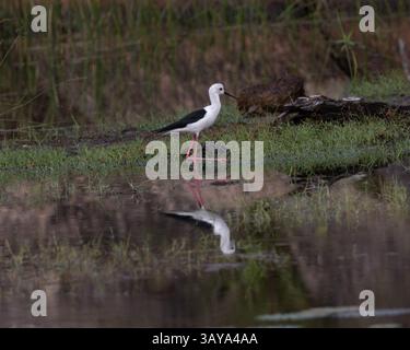 Ein schwarzgeflügelter Stelz im Yala-Nationalpark in Sri Lanka Stockfoto