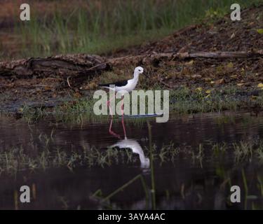 Ein schwarzgeflügelter Stelz im Yala-Nationalpark in Sri Lanka Stockfoto