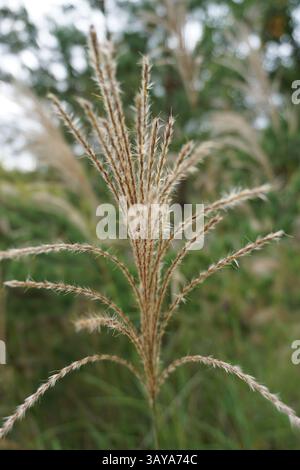 Vertikale Nahaufnahme von Miscanthus sinensis oder Eulalia oder chinesischem Silbergras, einer blühenden Pflanze aus Ostasien und Südostasien Stockfoto