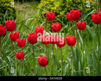 Ein Feld roter Tulpen mit grünem Gras im Hintergrund. Die Blüten sind in voller Blüte und in einer ordentlichen Reihe angeordnet. Die Szene ist friedlich und ruhig Stockfoto