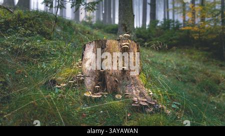 Pilze wachsen auf einem Baumstamm im Wald, Österreich Stockfoto