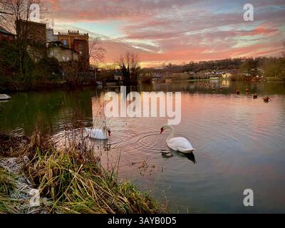 Dieses Bild fängt einen ruhigen Moment an einem See während Sonnenuntergang ein, wo zwei elegante Schwäne in der Nähe des Ufers schwimmen. Das ruhige Wasser reflektiert die warmen Farbtöne Stockfoto