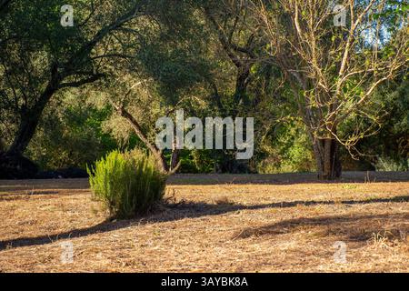 Sonnendurchflutete Lichtanlage zwischen Bäumen, mit grünem Busch und warmen Erdtönen in einer idyllischen Szene. Stockfoto