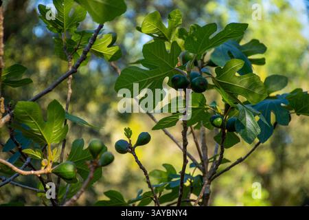 Eine Nahaufnahme zeigt die leuchtend grünen Feigenblätter und unreifen Feigen, die von Sonnenlicht beleuchtet werden. Stockfoto
