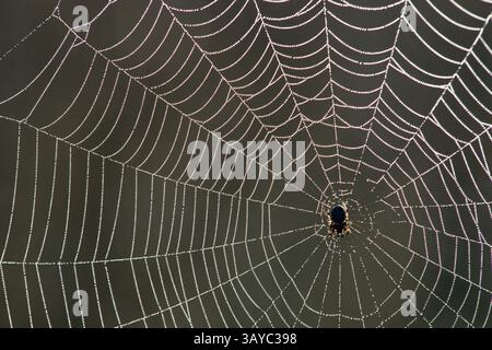 Mit Tautropfen bedecktes NETZ mit einer Spinne in der Mitte. (Kreditbild: © NHPA/ZUMA Press) EINSCHRÄNKUNGEN: * NUR Rechte in Nord- und Südamerika * Stockfoto