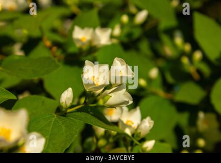Nahaufnahme von schälenförmigen weißen Blüten mit markanten gelben Staubblättern der Süsslichen Mock-Orange (Philadelphus coronarius) im Sonnenlicht. Stockfoto