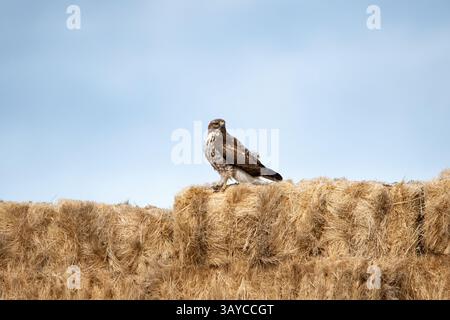 Junger Rotschwanzfalke, der auf Heuballen sitzt und Beute sucht Stockfoto