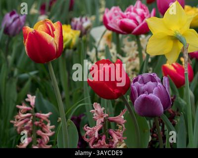 Tulpen, Narzissen, bunte Blüten in einer natürlichen Umgebung auf grünem Hintergrund, Frühlingsornamentpflanzen in verschiedenen Formen mit Regentropfen Stockfoto