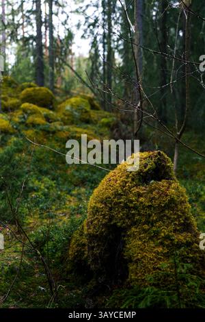 Ein moosiger Baumstumpf in einem alten nordischen Wald, der wie ein Märchencharakter aussieht. Stockfoto