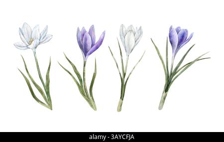 Violette und weiße Krokusse mit grünen Blättern. Set von Aquarellen mit Botanik isolierten Illustrationen. Geeignet für Frühlingsmotive, Hochzeitseinladungen Stockfoto