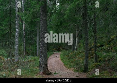 Ein Baum entlang einer unbefestigten Straße, der zu einem alten nordischen Kiefernwald führt. Stockfoto