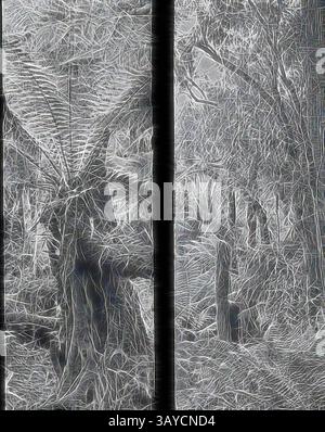 Eine dichte, verworrene Waldszene voller komplizierter Texturen und Muster, die hohe Farne und geheimnisvolle Bäume zeigt und ein Gefühl der Entdeckungen und Intrigen einlädt., Lantern Slide - Tree Ferns, Australien, Date Unknown, Schwarzweiß Doppelbild von Baumfarnen, fotografiert von A.J. Campbell. Dies ist eine von vielen Glaslaternen-Rutschen, die die A.J. Campbell Collection von Museums Victoria bilden, Klassische Kunst mit einem modernen Touch, neu interpretiert von Artotop Stockfoto