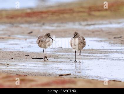 Ein Frontalblick auf zwei Willet-Vögel, die sich an einem Sandstrand am See nähern. Stockfoto
