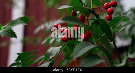 Eine Nahaufnahme eines Haufens von rowan Beeren vor einer nordischen Falu-Hütte. Stockfoto