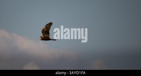 Eine junge westliche sumpfweide, die durch den Himmel gleitet und nach Beute sucht. Stockfoto