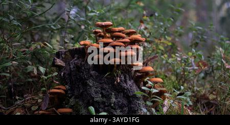 Ein Baumstumpf mit Pilzen, die in einem frühen Herbstwald wachsen. Stockfoto