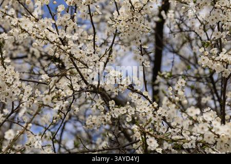 Nahaufnahme der Prunus cerasifera, bekannt als Kirschpflaume, in voller Frühlingsblüte mit Haufen zarter weißer Blüten auf dünnen Ästen Stockfoto