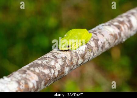 Der amerikanische grüne Baumfrosch (Dryophytes cinereus oder Hyla cinerea) Stockfoto