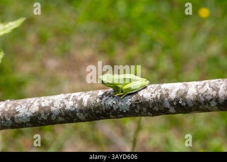 Der amerikanische grüne Baumfrosch (Dryophytes cinereus oder Hyla cinerea) Stockfoto