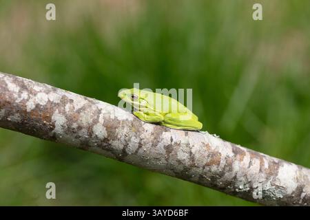 Der amerikanische grüne Baumfrosch (Dryophytes cinereus oder Hyla cinerea) Stockfoto