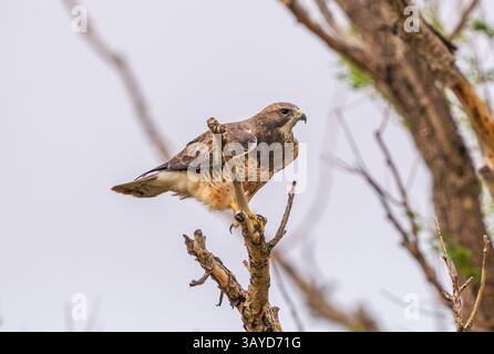 Nahaufnahme des Seitenprofils eines Swainson's Hawk mit großen Krallen und vollem Gefieder, der auf einem Baum in Colorado thront. Stockfoto