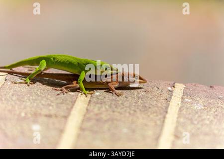 Grüne Anolis carolinensis (Anolis carolinensis) während der Paarung, bekannt als Carolina-Anol, Carolina-grüne Anolis usw. USA und manchmal auch als A bezeichnet Stockfoto