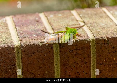 Grüne Anolis carolinensis (Anolis carolinensis) während der Paarung, bekannt als Carolina-Anol, Carolina-grüne Anolis usw. USA und manchmal auch als A bezeichnet Stockfoto