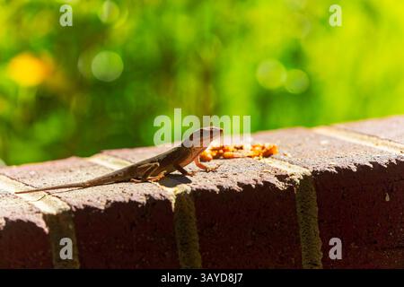 Grüne Anolis carolinensis (Anolis carolinensis) während der Paarung, bekannt als Carolina-Anol, Carolina-grüne Anolis usw. USA und manchmal auch als A bezeichnet Stockfoto