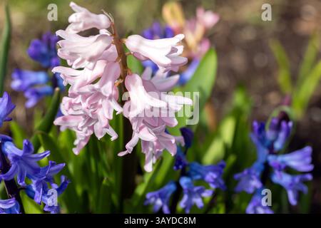 Farbenfrohe Hyazinthen in voller Blüte umgeben von üppigem Grün. Die Nahaufnahme zeigt die zarten Blütenblätter und leuchtenden Farben, die Renewa symbolisieren Stockfoto
