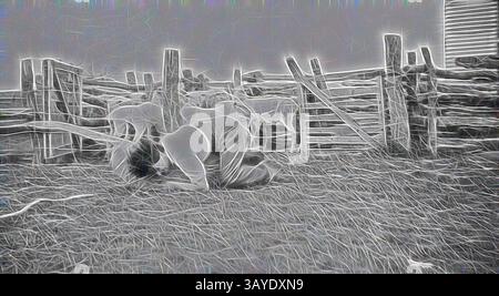 Eine friedliche Farm-Szene mit einem ruhenden Tier in Heu, umgeben von rustikalen Holzzäunen. Die Atmosphäre vermittelt ein Gefühl von Ruhe und Einfachheit, die die Verbindung zwischen Natur und Vieh unterstreicht. Negativ - Frau, die Schafe fängt, Chinkapook, Victoria, 1931, Rose Raphael, die ein Schaf fängt. Sie kniet auf dem Boden und hält die Schafe fest. Klassische Kunst mit einem modernen Twist von Artotop Stockfoto