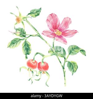 Rosafarbene wilde Rose auf Stängelblatt Aquarellillustration isoliert auf weiß. Hagebuttenblüten, Beere, Blätter auf Zweig handgezeichnete botanische Skizze. Hund Stockfoto