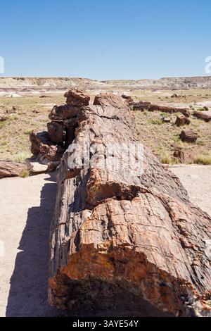 Versteinerte Baumstämme im Petrified Forest National Park in Arizona, USA Stockfoto