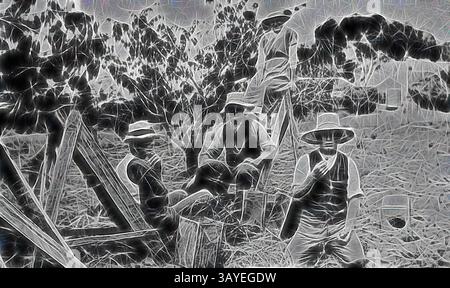 Eine Gruppe von Individuen ist im Freien versammelt, umgeben von üppigem Grün und landwirtschaftlichen Elementen. Sie tragen Hüte und Arbeitskleidung und sind in der Landwirtschaft tätig. Die Szene vermittelt ein Gefühl von Gemeinschaft und harter Arbeit in einer ländlichen Umgebung. Negativ - Cherry Pickers, Waurn Ponds, Victoria, um 1920, Leute, die Kirschen auf der Claremont Farm pflücken., Klassische Kunst mit modernem Touch, neu interpretiert von Artotop Stockfoto