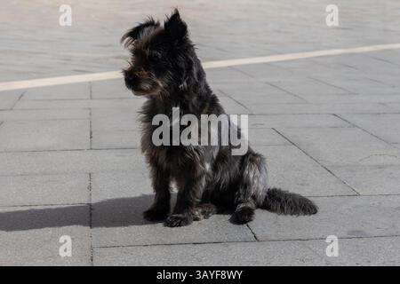 Kleiner schwarzer Hund, der auf Gehsteig sitzt Stockfoto