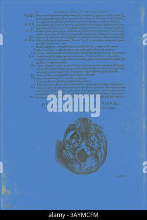 Eine Illustration mit einem detaillierten anatomischen Diagramm des menschlichen Schädels, begleitet von einem beschreibenden Text über die Struktur und Merkmale der Anatomie, präsentiert in einem komplizierten Layout. Das Design umfasst beschriftete Abschnitte und numerische Referenzen, die zu einem umfassenden Verständnis des Themas beitragen. Blatt aus de humani corporis fabrica (Schädel), Platte 100 aus Holzschnitten aus Büchern des XVI Jahrhunderts, 1543, zusammengefügt zu Portfolio 1937, zugeschrieben Jan Stephan van Calcar (Niederlande, 1499-1546/50), zusammengesetzt von Max Geisberg (Schweiz, 1875-1943), Niederlande, Holzschnitt auf Papier, 111 x Stockfoto