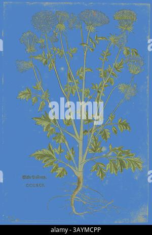 Eine komplizierte botanische Illustration zeigt eine detaillierte Darstellung einer blühenden Pflanze mit üppig grünen Blättern, schlanken Stämmen und kleinen Blüten, alle vor einem leuchtend blauen Hintergrund. Die Wurzeln sind unterhalb der Oberfläche dargestellt, was die Verbindung der Pflanze zur Erde unterstreicht. Blatt aus dem Neuen Kreuterbuch von Leonhart Fuchs, Platte 97 aus Holzschnitten aus Büchern des XVI Jahrhunderts, 1543, zusammengefügt zu einem Portfolio 1937, zugeschrieben Heinrich Füllmaurer (Schweizer, aktiv 1520-1545), zusammengesetzt von Max Geisberg (Schweizer, 1875-1943), Schweiz, Holzschnitt auf Papier, 329 x 201 mm (Bild), 352 x Stockfoto