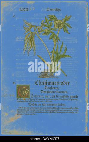 Eine detaillierte Illustration einer blühenden Pflanze, begleitet von handgeschriebenem Text in einem kunstvollen Stil. Die Pflanze verfügt über breite Blätter und zarte Blüten, die eine Mischung aus natürlicher Schönheit und historischer botanischer Studie zeigen. Der leuchtend blaue Hintergrund unterstreicht das komplizierte Design und betont die künstlerischen und wissenschaftlichen Elemente der Komposition. Christwurz aus Herbarium (Kräuterbuch), Platte 96 aus Holzschnitten aus Büchern des 16. Jahrhunderts, 1532, zum Portfolio zusammengefügt 1937, Hans Weiditz II. (Meister Petrarks) (deutsch, ca. 1495–1536), zusammengesetzt von Max Geisberg (Schweiz, 1875-1943) Stockfoto