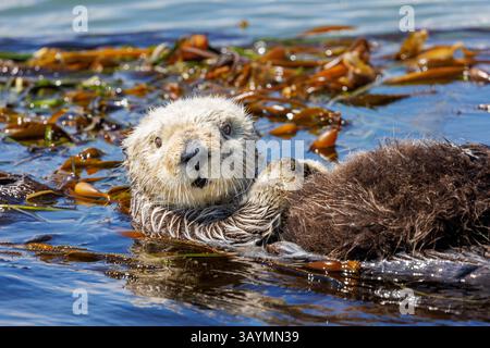 Seeottermutter, Enhydra Ultras, schwimmt mit ihrem Baby im Hafen von Morro Bay, Kalifornien, in Seetang. Stockfoto